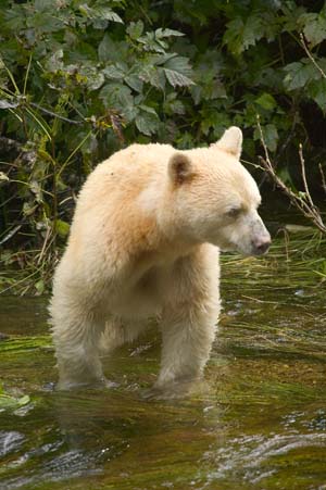Ursus americanus kermodei reference