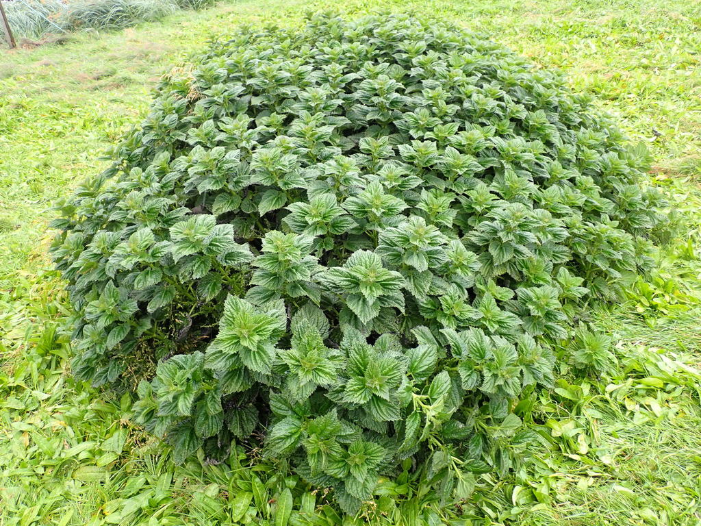 Great Stinging Nettle reference