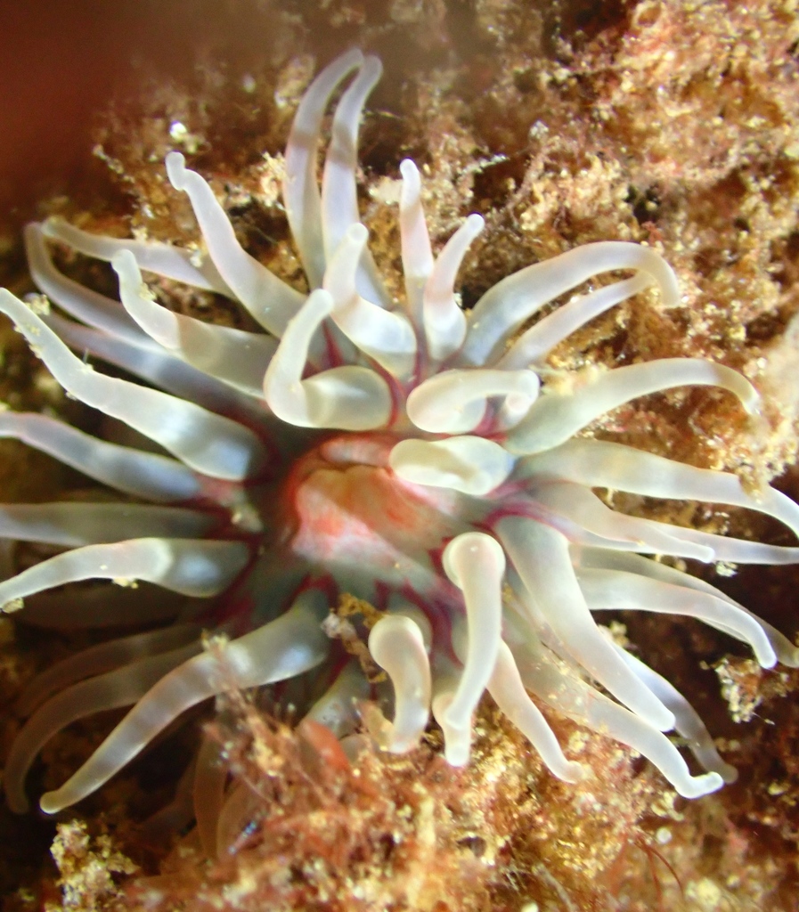 Dahlia Anemone reference