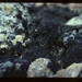 Black-Bearded Lichen reference