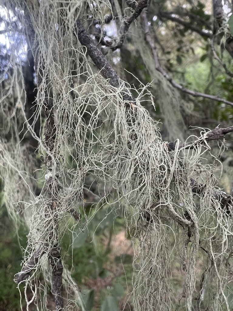 Old Man's Beard Lichen reference