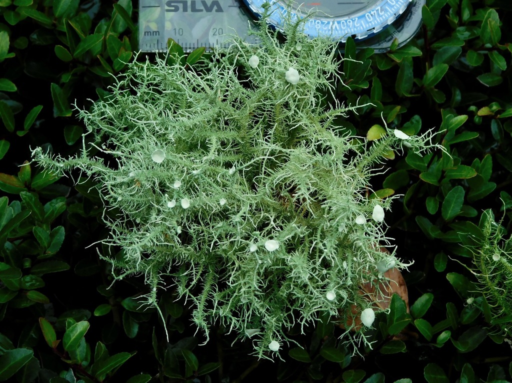 Bushy Beard Lichen reference