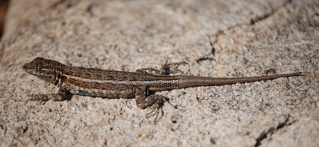 Common Side-blotched Lizard reference