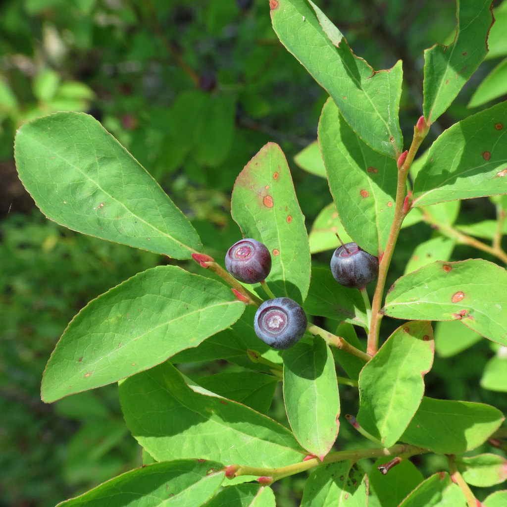 thinleaf huckleberry reference