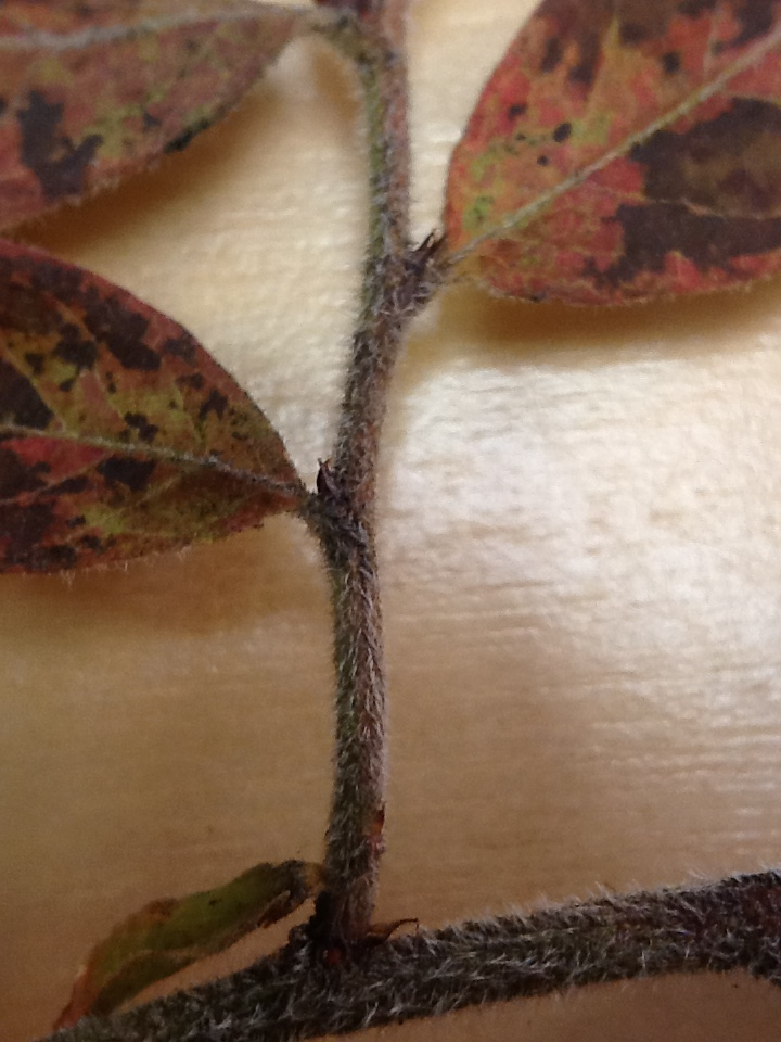 velvetleaf blueberry reference