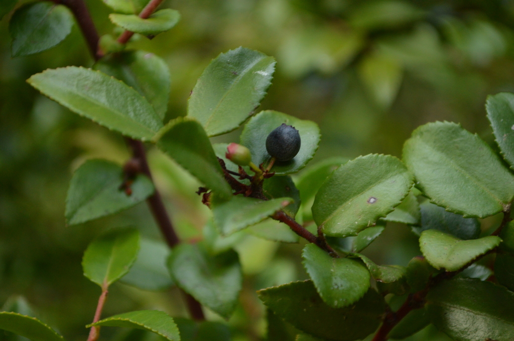 Evergreen Huckleberry reference