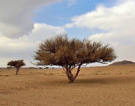 Umbrella Thorn Acacia reference