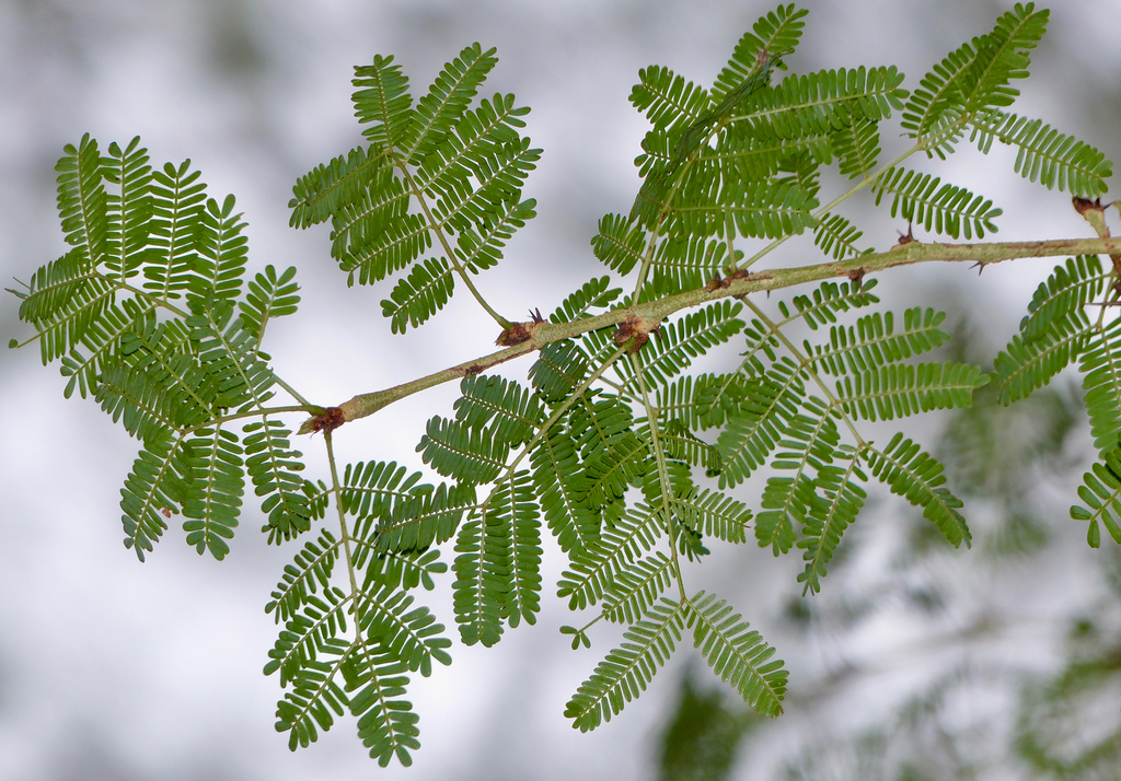 Yellow Fever Tree reference