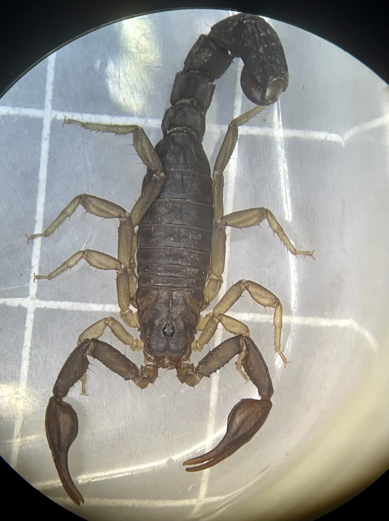 Southern Devil Scorpion reference