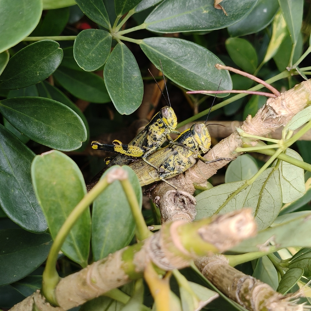 Javanese Grasshopper reference