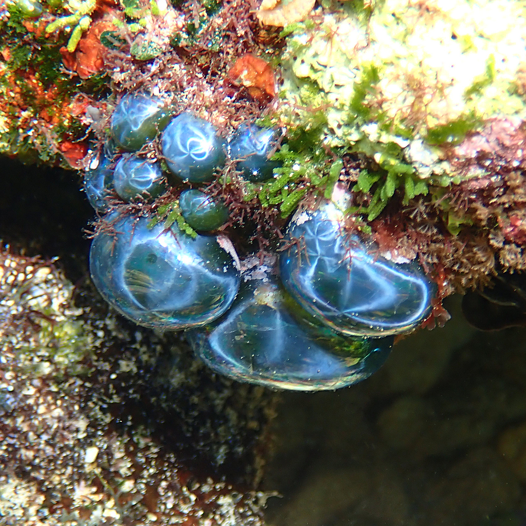 Sailor's Eyeball Alga reference