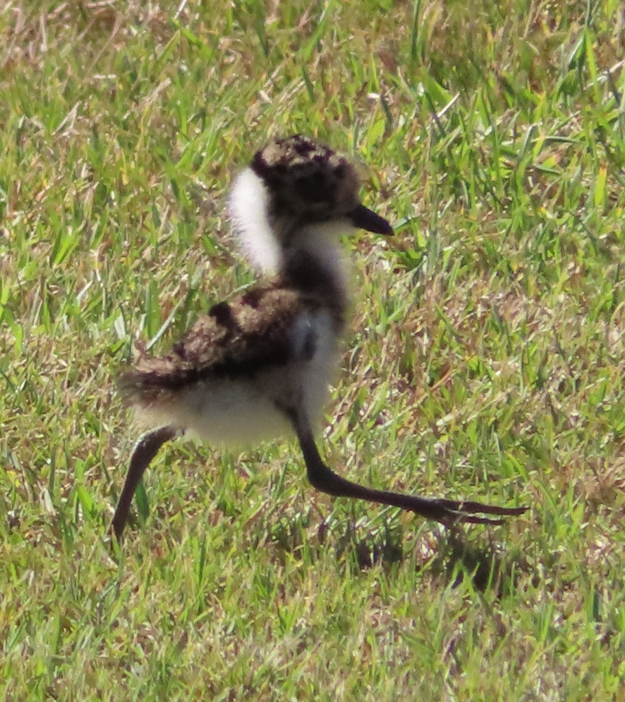 Blacksmith Lapwing reference