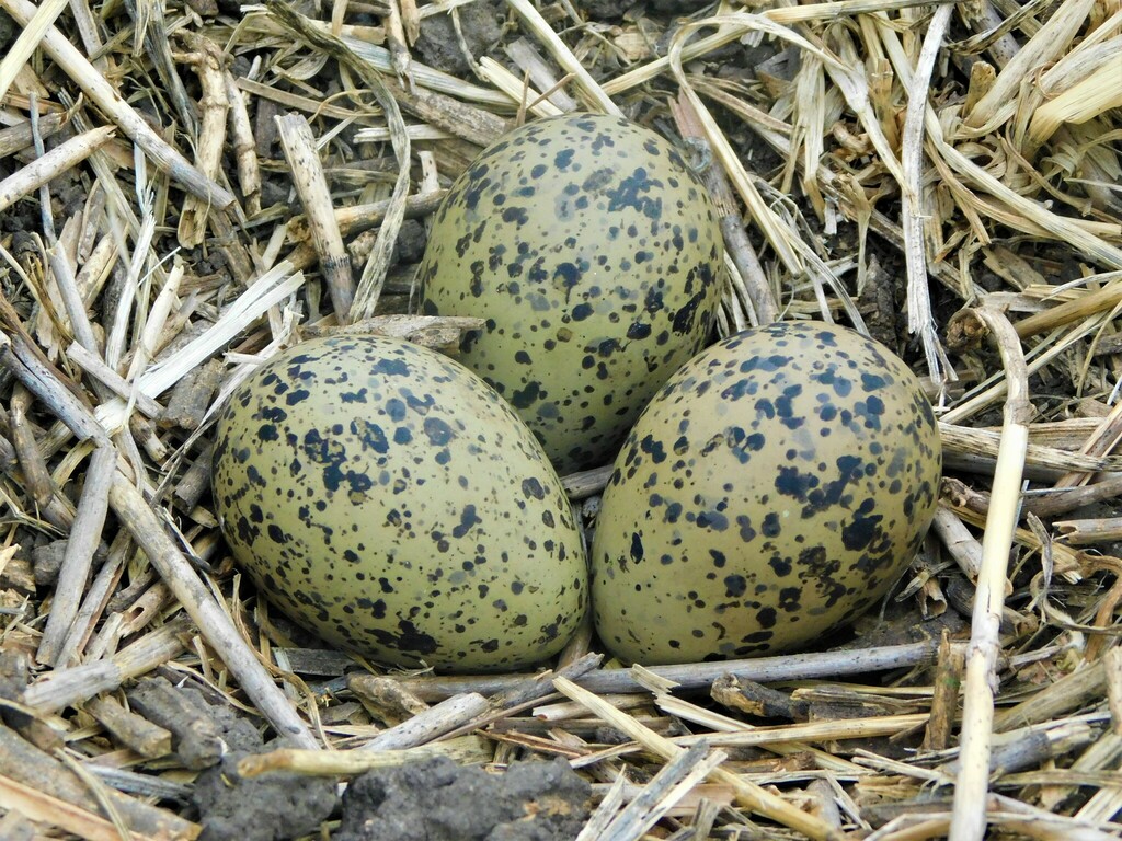 Southern Lapwing reference