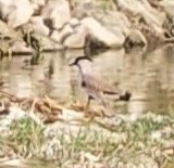 River Lapwing reference