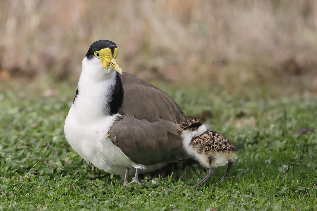 Masked Lapwing reference