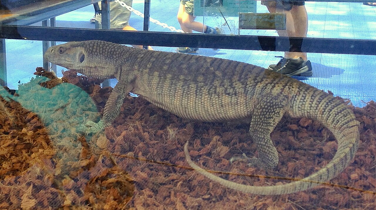 Savannah Monitor reference