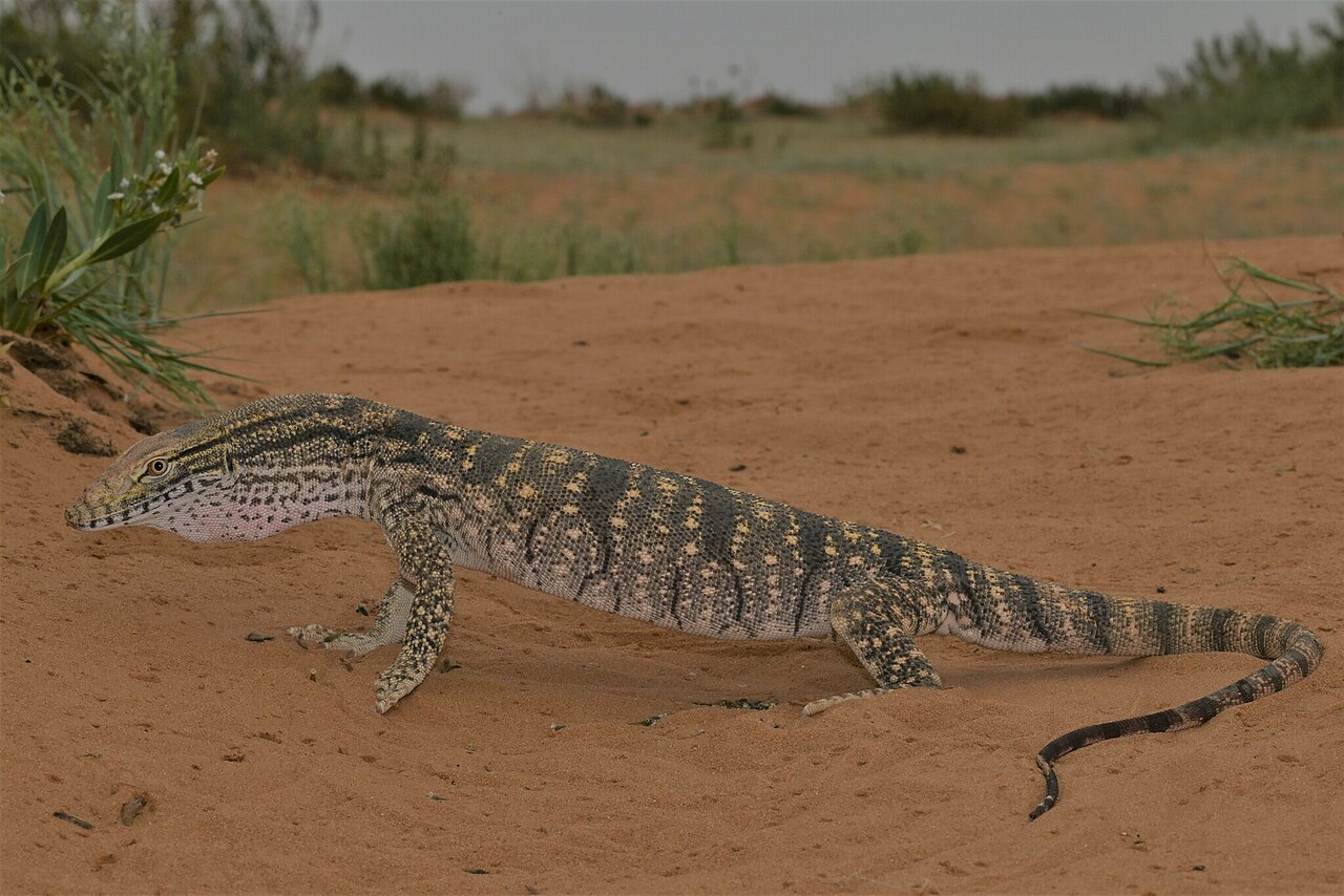 Desert Monitor reference