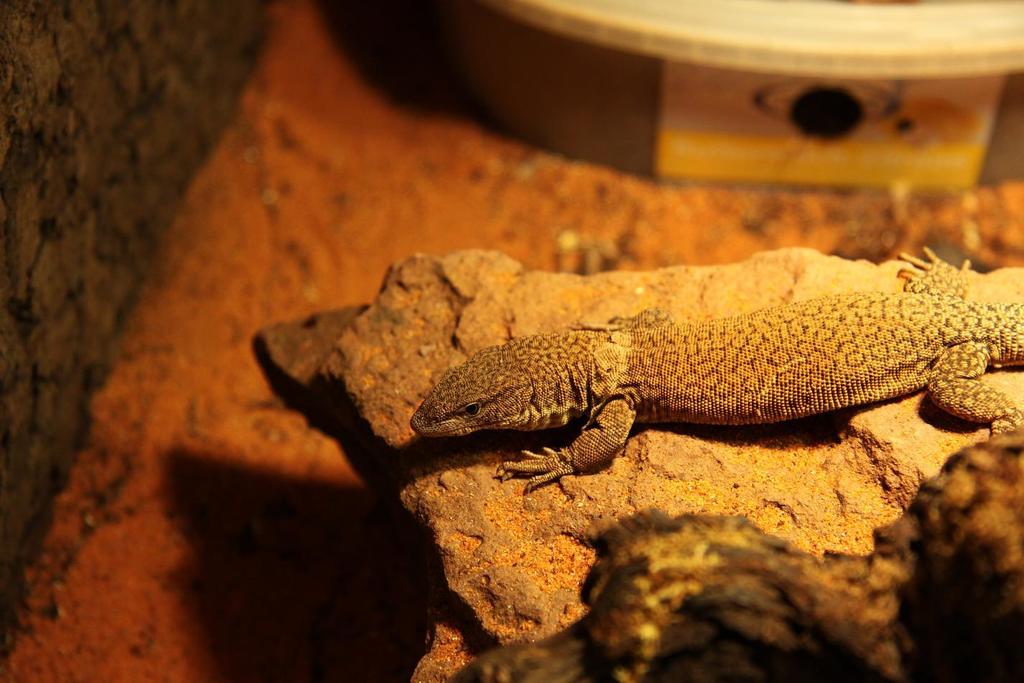 Pygmy Rock Monitor reference
