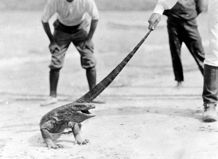 Komodo Dragon reference