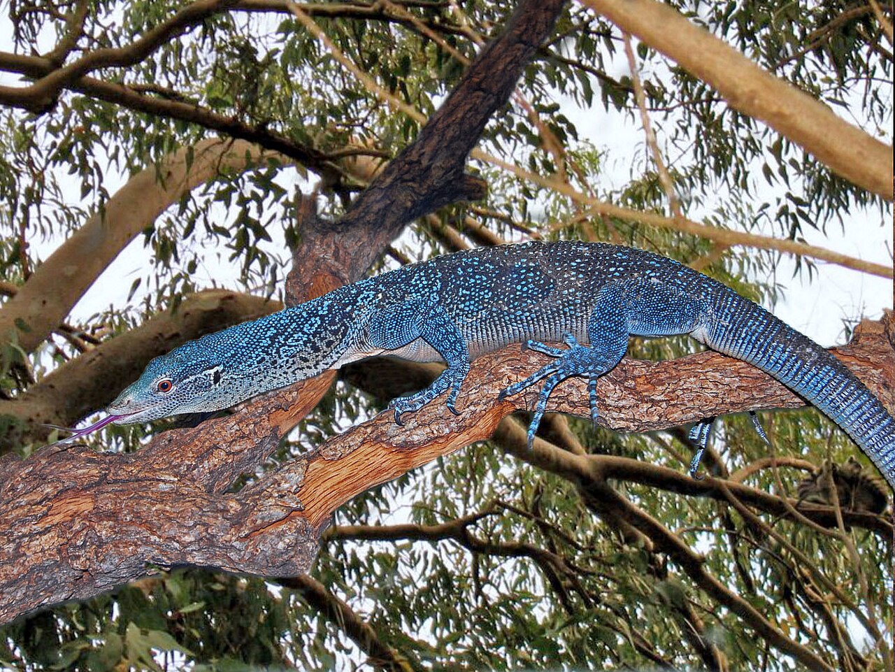 Blue-spotted Tree Monitor reference