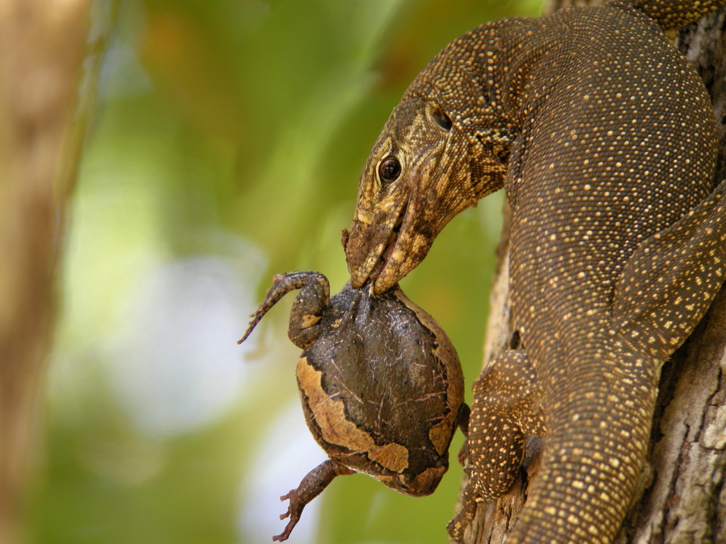 Clouded Monitor reference