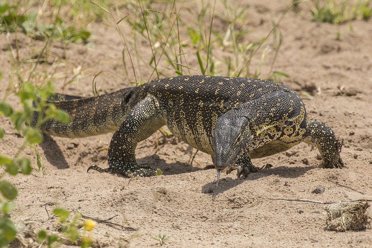 Nile Monitor reference