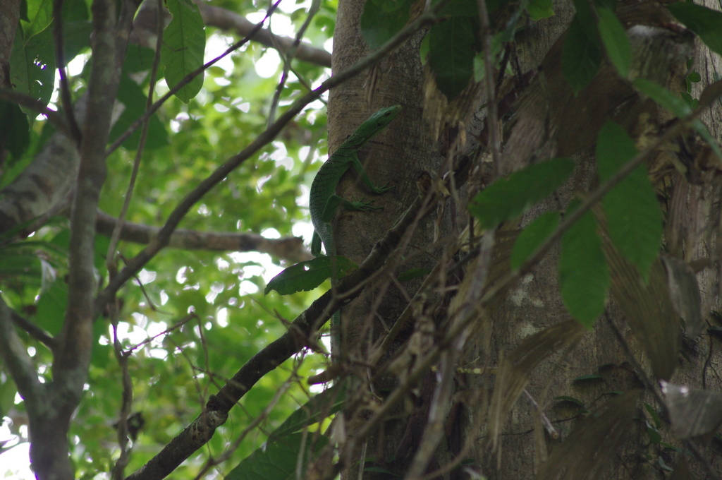 Emerald Tree Monitor reference