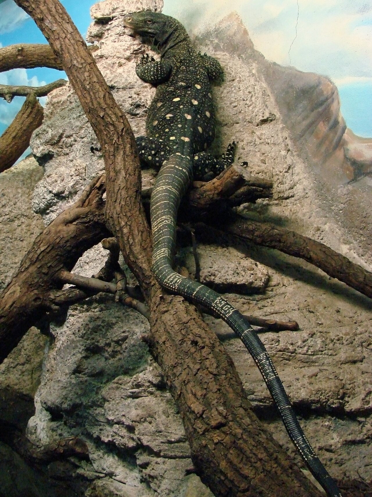 Crocodile Monitor reference