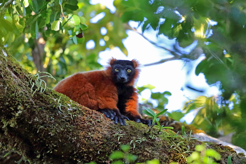 Red Ruffed Lemur reference