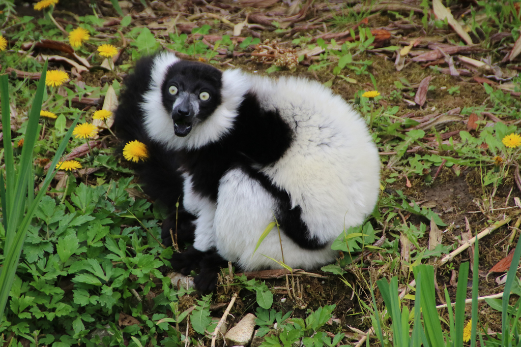 Black-and-white Ruffed Lemur reference