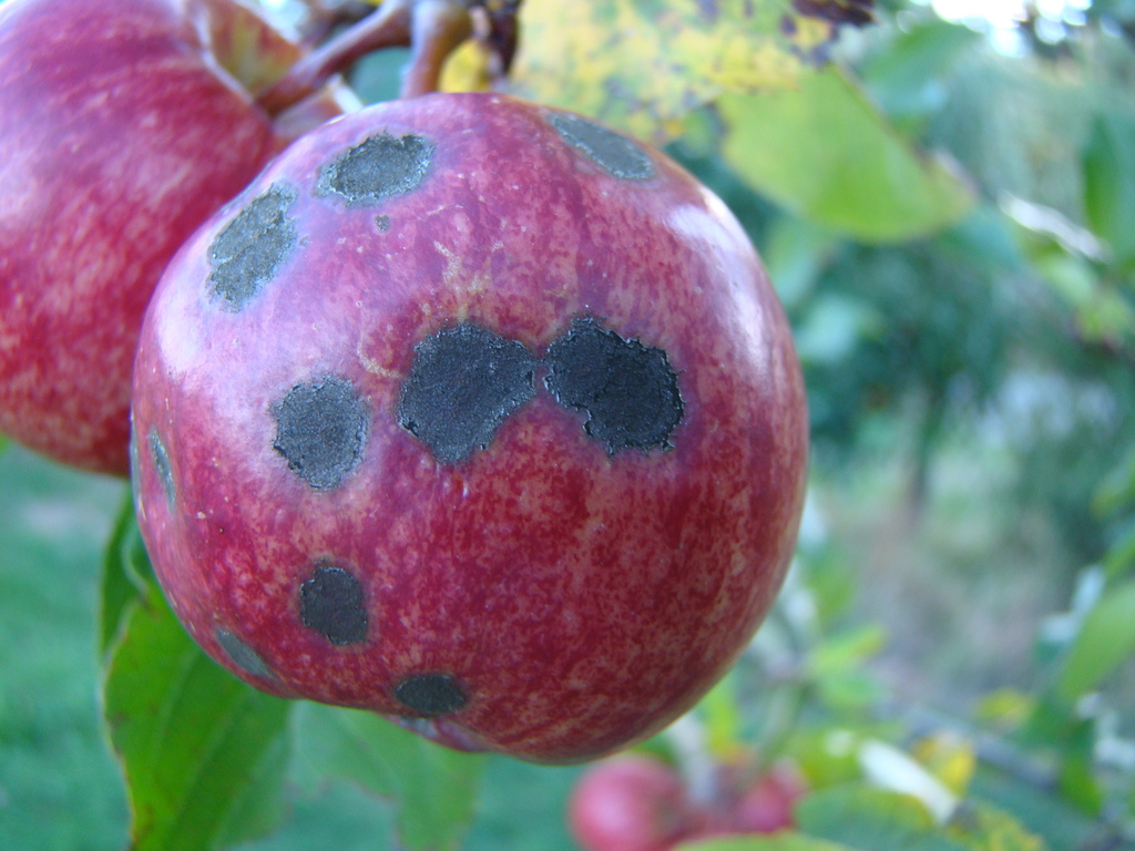 Apple Scab reference