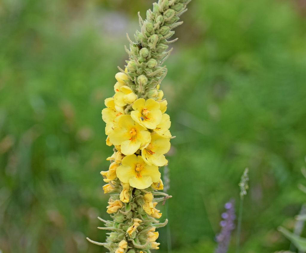 Dense-flowered Mullein reference