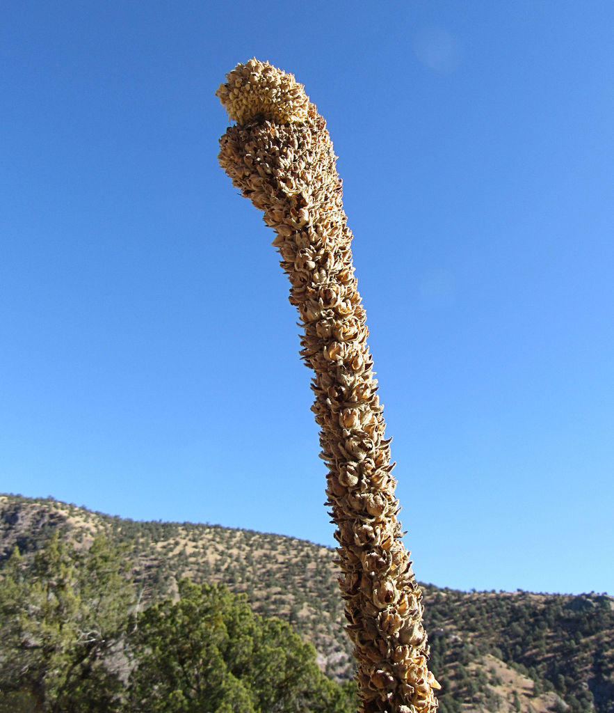great mullein reference