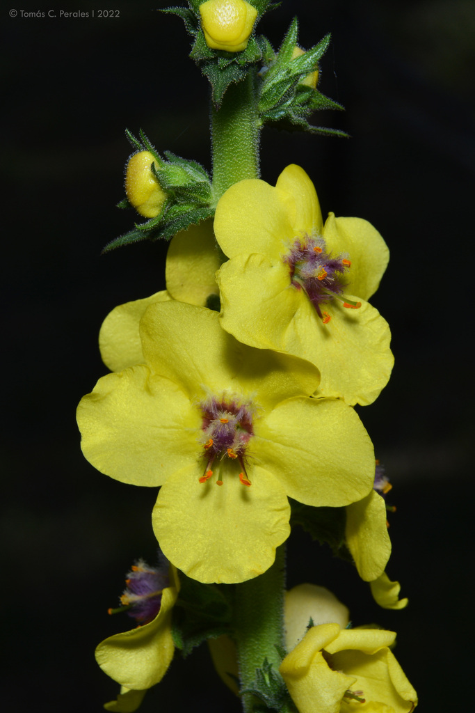 Wand Mullein reference