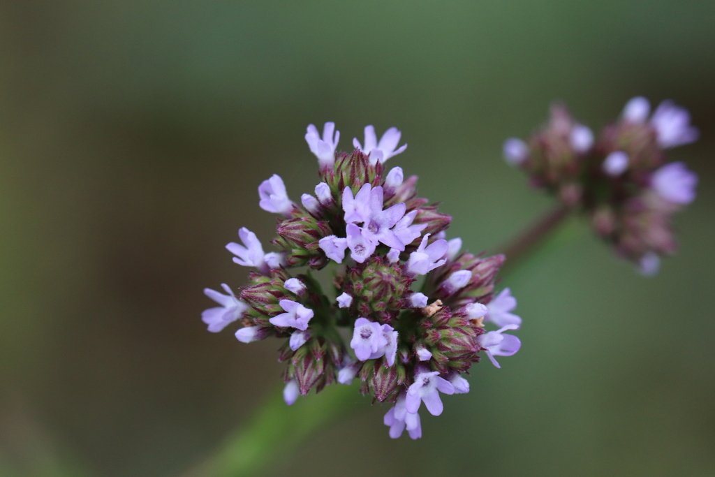 Brazilian Vervain reference