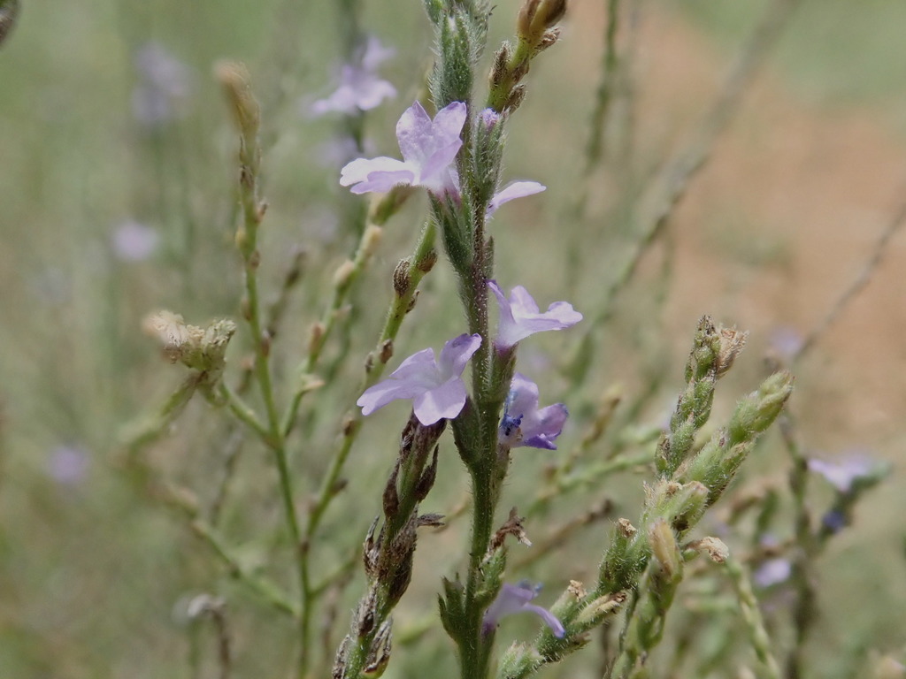 Texas Vervain reference