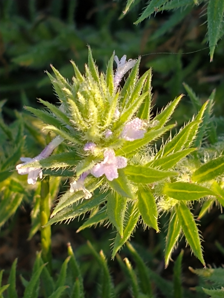 Verbena hybrida reference