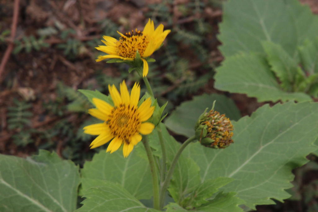 cowpen daisy reference