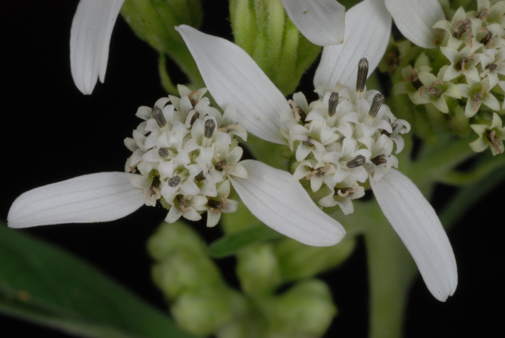 Frostweed reference
