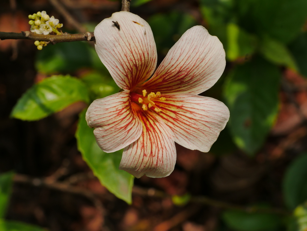 tung oil tree reference