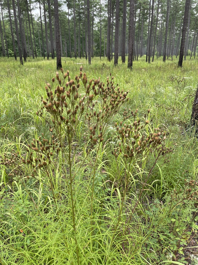 Narrow Leaf Ironweed reference