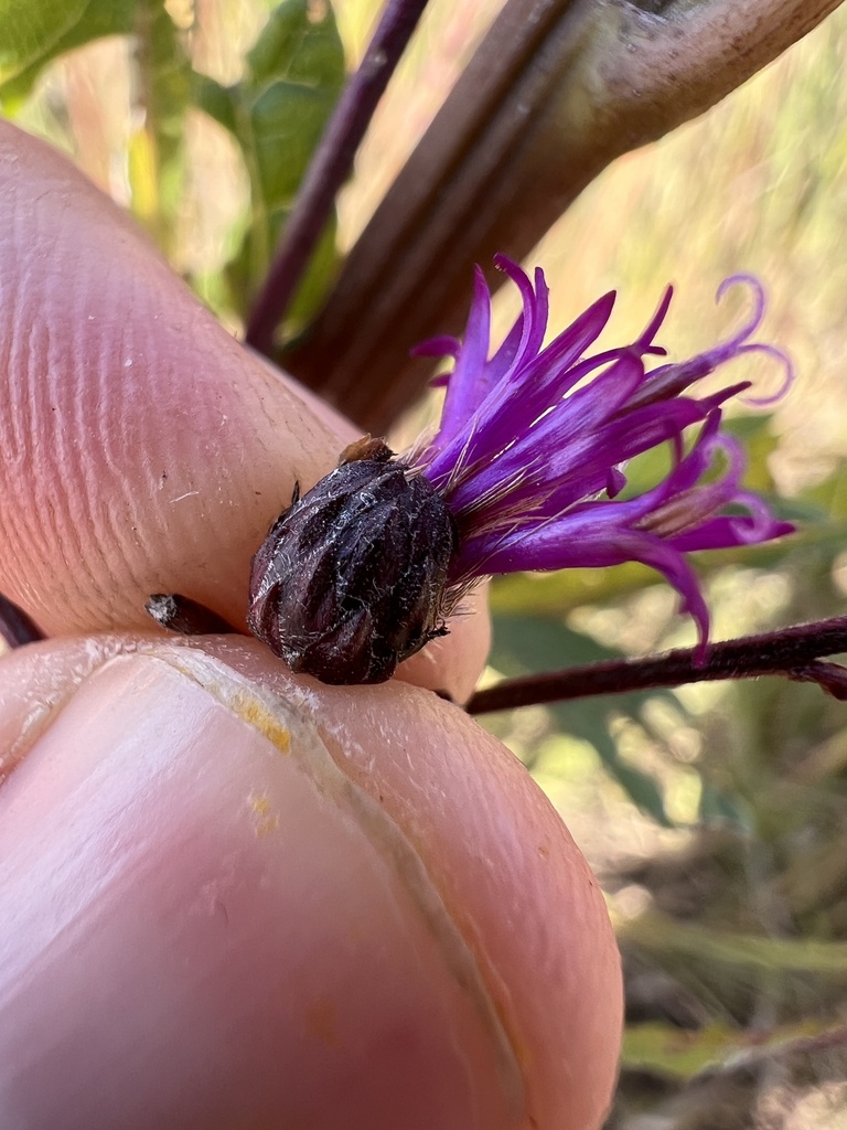Tall Ironweed reference