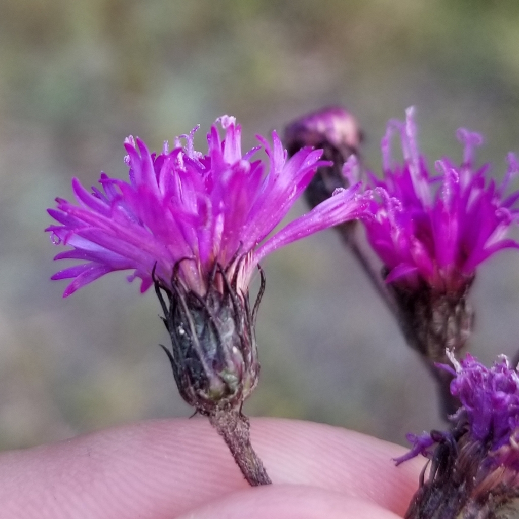 New York ironweed reference
