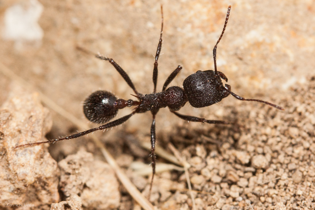 Andre's Harvester Ant reference