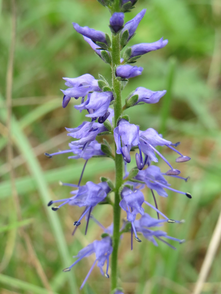 Spiked Speedwell reference