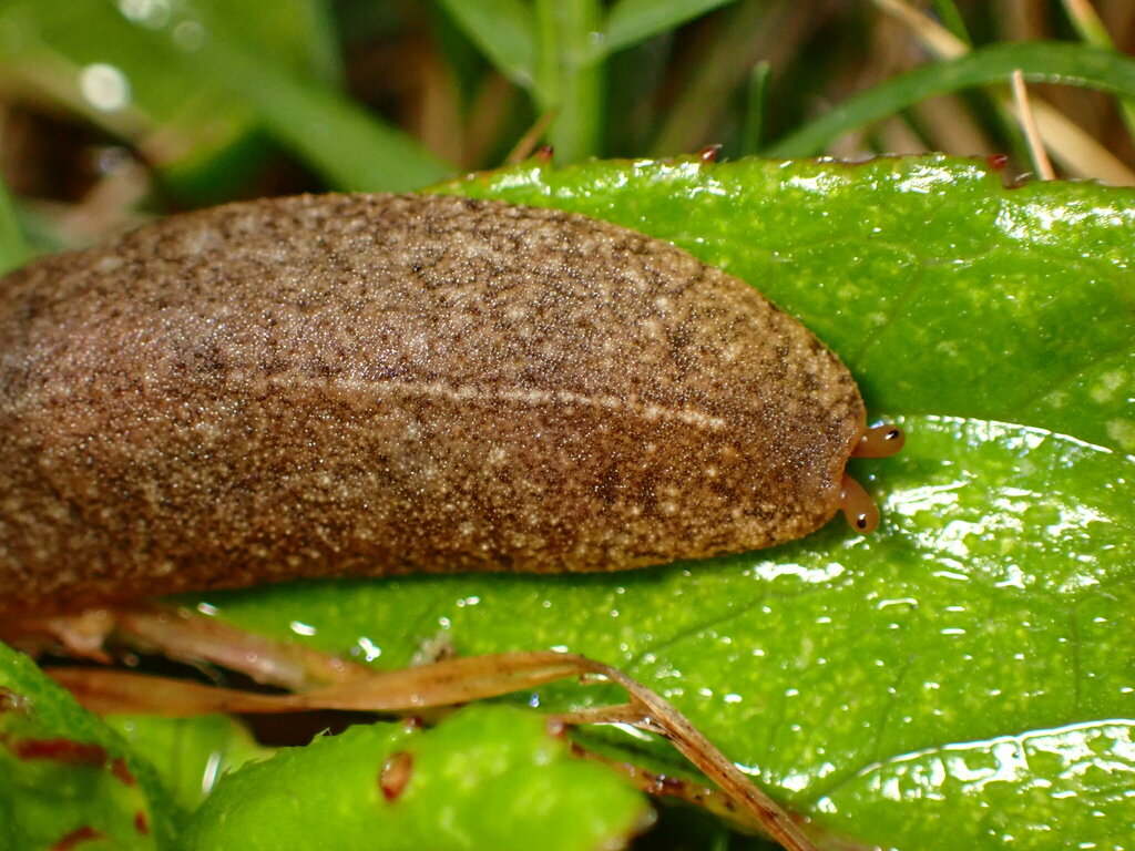Cuban Leaf Slug reference