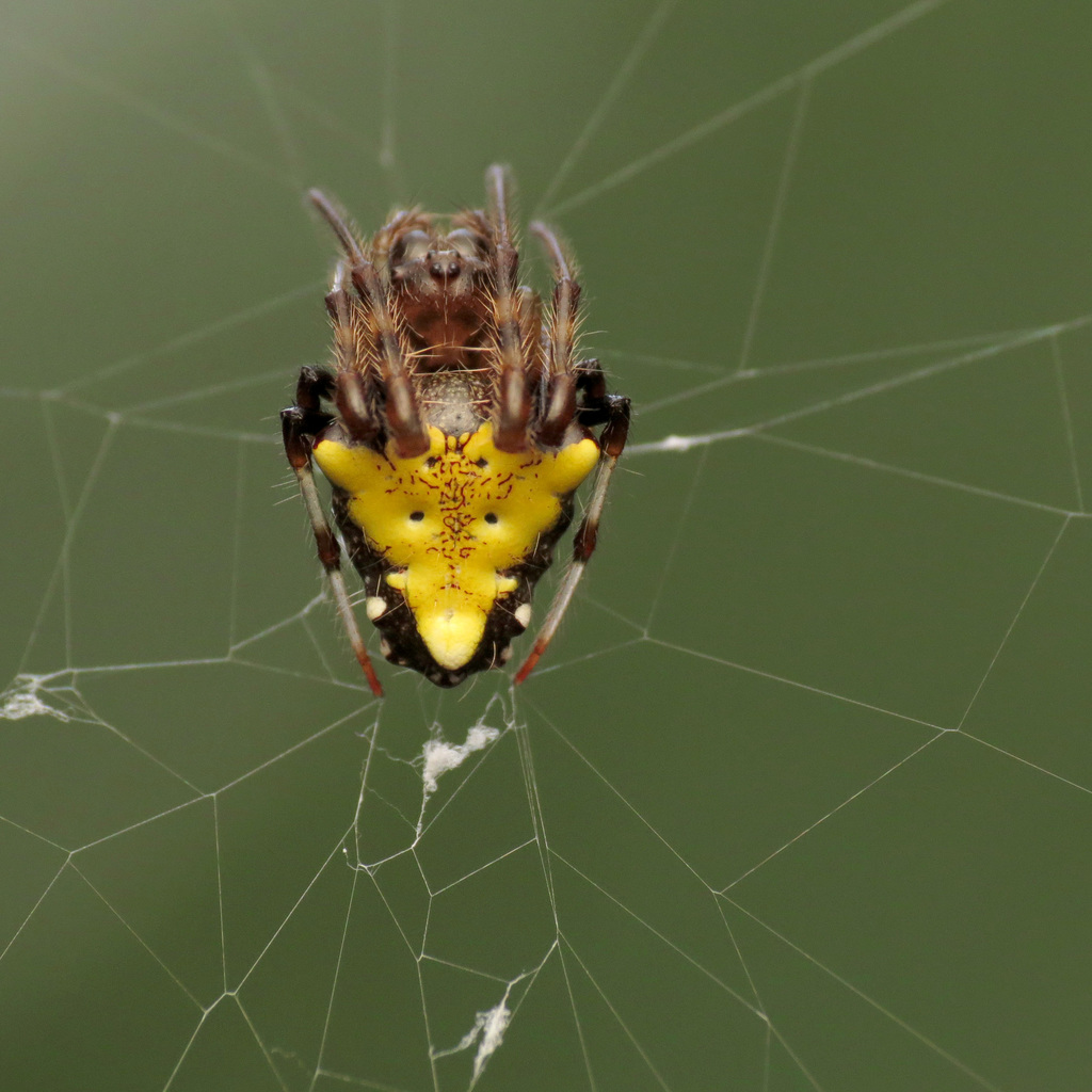 Arrowhead Orbweaver reference