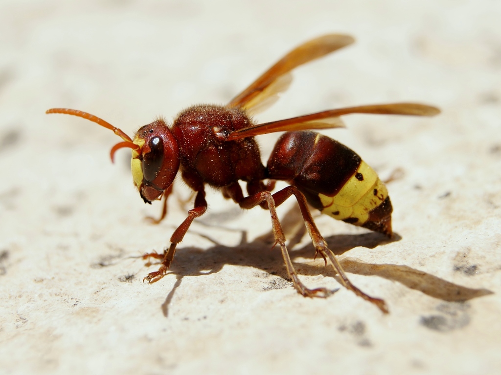 Oriental Hornet reference