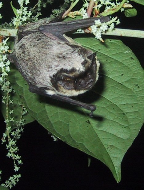 Particoloured Bat reference