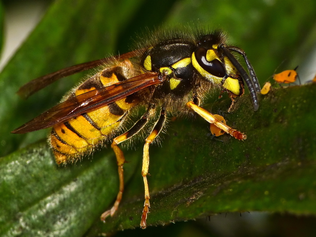 German Yellowjacket reference